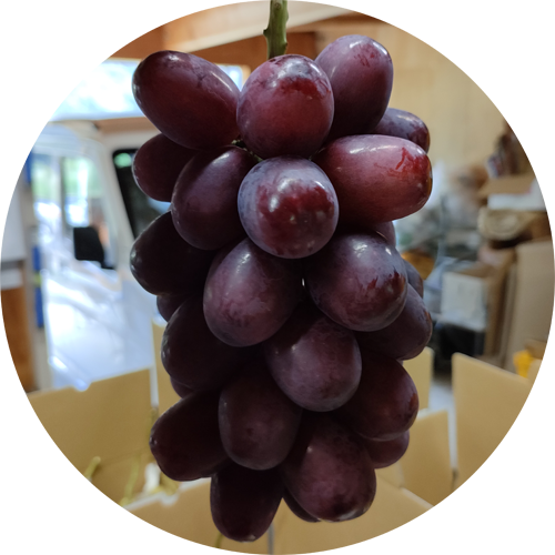 クイーンルージュ