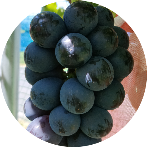 ナガノパープル