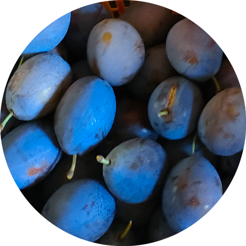 ローブドサージェン